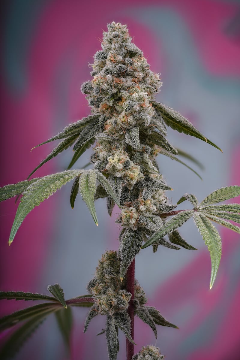 Premium Cannabis In Colorado I Malek's Premium Cannabis